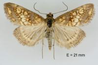 Evergestis politalis/dumerlei/marocana/marionalis