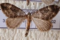Thera variata