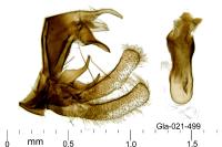 Platytes cerussella