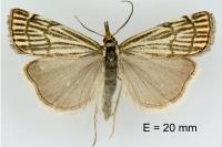 Chrysocramboides craterellus