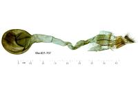 Scoparia ambigualis