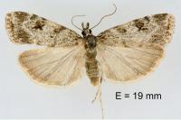 Scoparia ambigualis