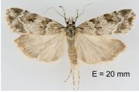 Scoparia basistrigalis