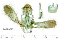 Assara terebrella