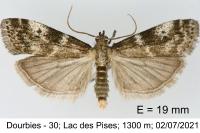 Assara terebrella