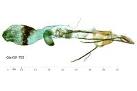Pempeliella ornatella