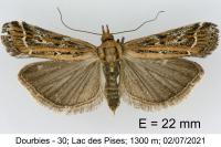 Pempeliella ornatella