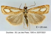 Catoptria mytilella