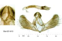 Eudonia phaeoleuca