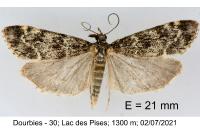 Eudonia phaeoleuca