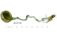 Scoparia pyralella