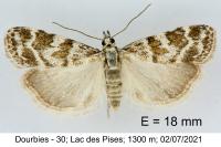 Scoparia pyralella
