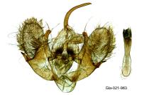 Triphosa dubitata