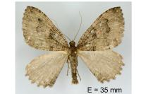 Triphosa dubitata