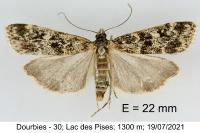 Eudonia murana