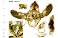Acrobasis suavella