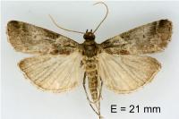 Acrobasis suavella