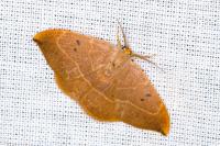 Watsonalla binaria