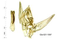 Gymnoscelis rufifasciata