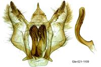 Yezognophos serotinaria serotinoides