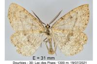 Yezognophos serotinaria serotinoides