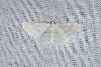 Asthena albulata