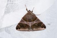 Dysgonia algira
