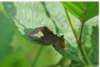 Diachrysia chryson