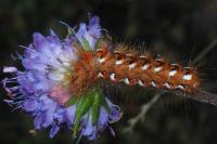 Acronicta rumicis