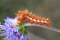 Acronicta rumicis