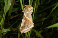 Habrosyne pyritoides
