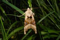 Phlogophora meticulosa