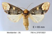 Phalera bucephaloides