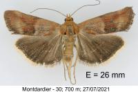 Pterothrixidia rufella