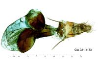 Phycita coronatella