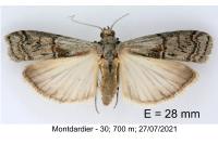 Phycita coronatella