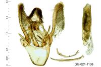 Homoeosoma inustellum