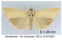 Xanthocrambus caducellus