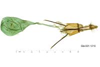 Ephestia welseriella