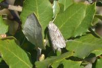 Pachycnemia hippocastanaria hippocastanaria