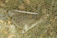Etiella zinckenella