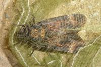 Acherontia atropos
