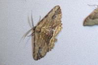 Menophra abruptaria