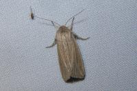 Mythimna riparia
