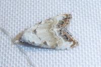Nola infantula