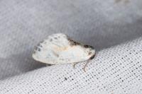 Cilix glaucata