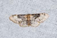 Idaea filicata