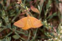 Lythria purpuraria