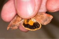 Noctua janthe