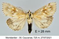 Cynaeda gigantea
